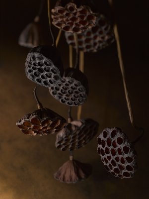 画像1: Dry plants for decor デコール用乾燥花托（蓮）