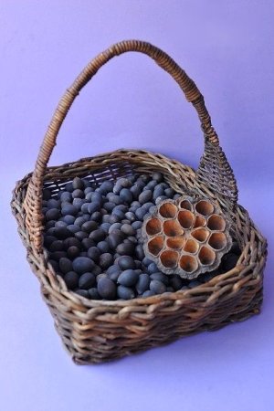 画像5: Dry plants for decor デコール用乾燥種子（蓮）お得用200ｇ