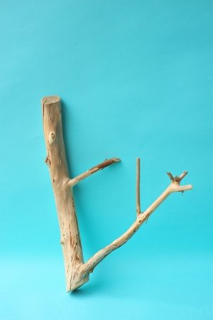 画像1: 小枝流木