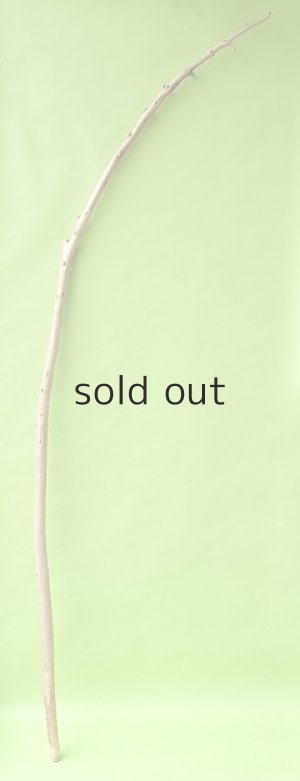 画像1: 棒流木・長尺