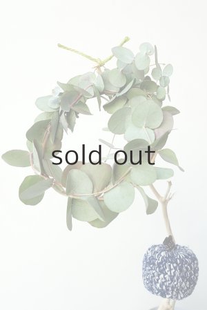 画像5: Dry plants for decor ユーカリミニリース（銀丸葉）