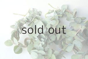 画像7: Dry plants for decor ユーカリミニリース（銀丸葉）