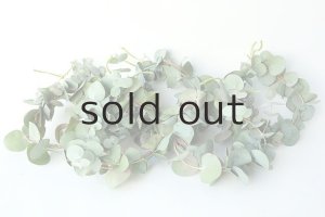 画像6: Dry plants for decor ユーカリミニリース（銀丸葉）