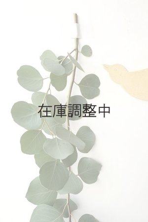 画像2: Dry plants for decor ユーカリ生切り枝（ポポラス10本束）タイプ1000mm