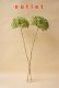 画像1: Dry plants for decor デコール用乾燥紫陽花（アナベル）☆2014開花分のアウトレット☆ (1)