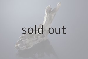 撮影：伏見行介