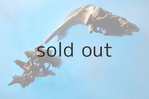 撮影：伏見行介