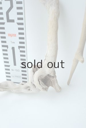 画像5: 流木根セット