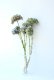 画像1: Dry plants for decor デコール用乾燥紫陽花（アキイロアジサイ・小）2015開花 (1)