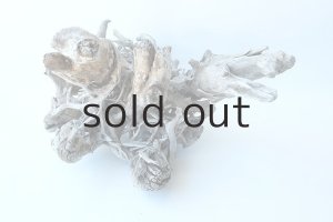 画像5: 流木根（中型）