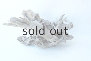 画像6: 流木根（中型）