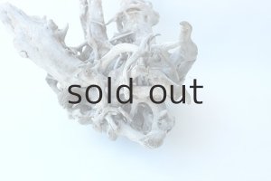 画像7: 流木根（中型）