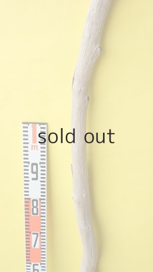 画像7: 幹流木・長尺