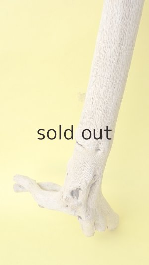 画像2: 幹流木・長尺