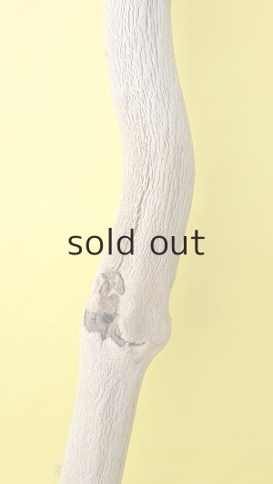 画像3: 幹流木・長尺