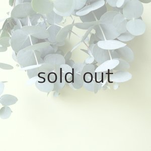 画像11: Dry plants for decor ユーカリミニリース（銀丸葉）