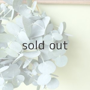 画像8: Dry plants for decor ユーカリミニリース（銀丸葉）