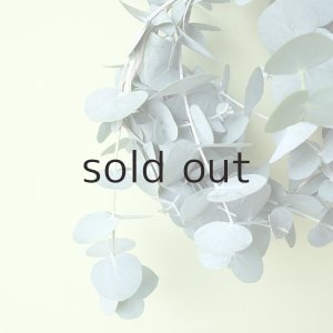 画像9: Dry plants for decor ユーカリミニリース（銀丸葉）