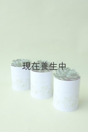 画像5: 多肉植物（養老・エケべリア属）苗・オプションでオリジナルスチール丸缶