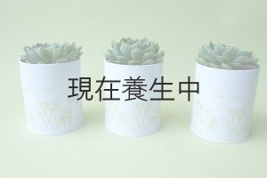 画像6: 多肉植物（養老・エケべリア属）苗・オプションでオリジナルスチール丸缶