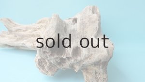 画像7: 流木根（中型）