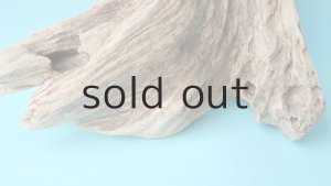 画像2: 流木根（中型）