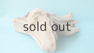 画像4: 流木根（中型）