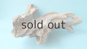 画像8: 流木根（中型）