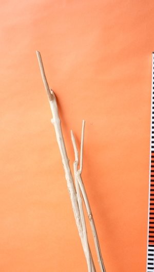 画像7: 枝流木（根付き）