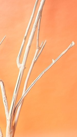 画像3: 枝流木（根付き）