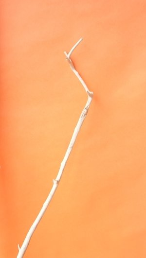 画像8: 枝流木（根付き）