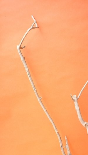 画像5: 枝流木（根付き）