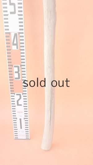 画像5: 幹流木・長尺