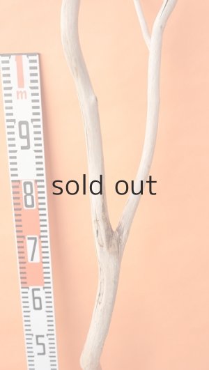 画像6: 幹流木・長尺