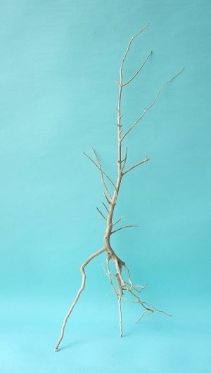画像1: 流木根