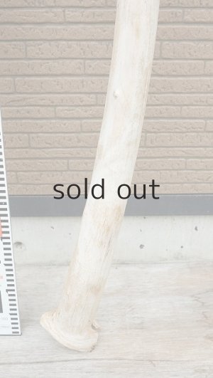 画像6: 幹流木・長尺