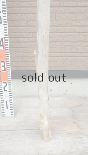 画像6: 幹流木・長尺