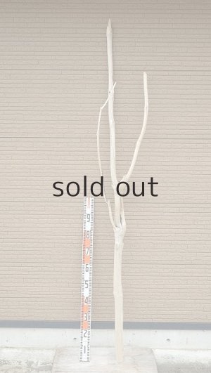 画像2: 幹流木・長尺