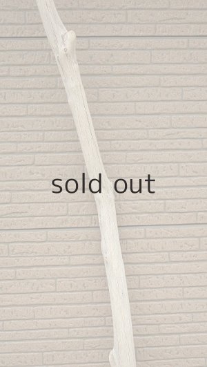 画像4: 幹流木・長尺