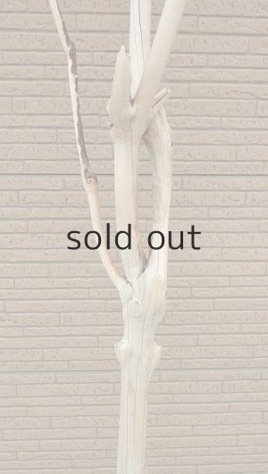 画像4: 幹流木・長尺