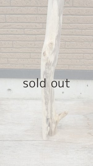 画像2: 幹流木・長尺