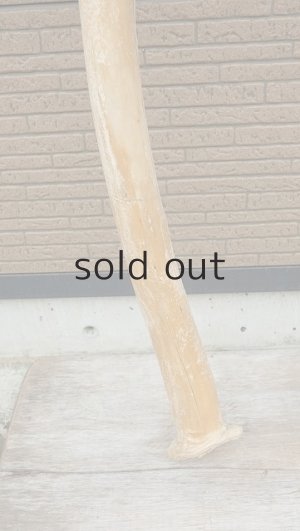 画像2: 幹流木・長尺