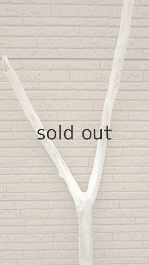 画像4: 幹流木・長尺