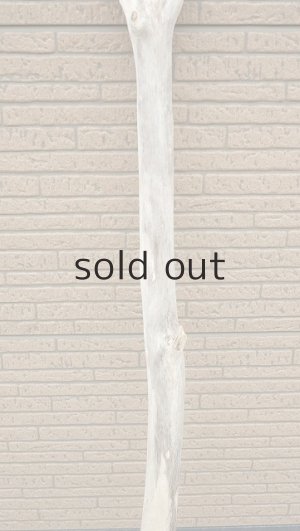 画像3: 幹流木・長尺