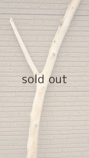 画像4: 幹流木・長尺