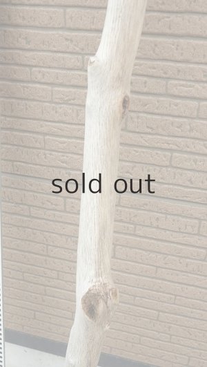 画像7: 幹流木・長尺