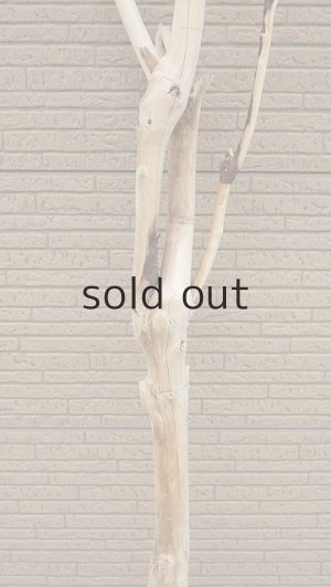 画像8: 幹流木・長尺