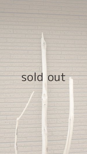 画像6: 幹流木・長尺