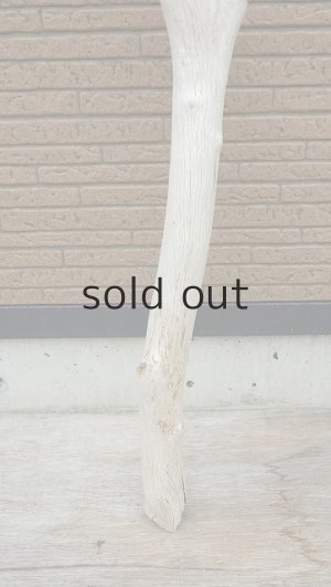 画像2: 幹流木・長尺