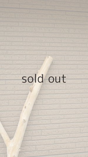 画像5: 幹流木・長尺